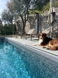 ferienhaus pool hund