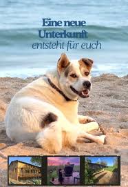 hundefreundliche unterkunft