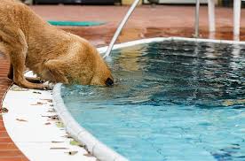 ostsee ferienhaus mit pool und hund