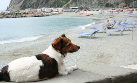 strandurlaub mit hund italien