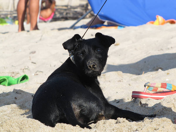 italien strandurlaub mit hund