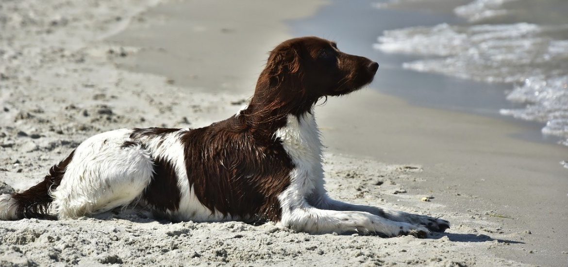 strandurlaub italien mit hund